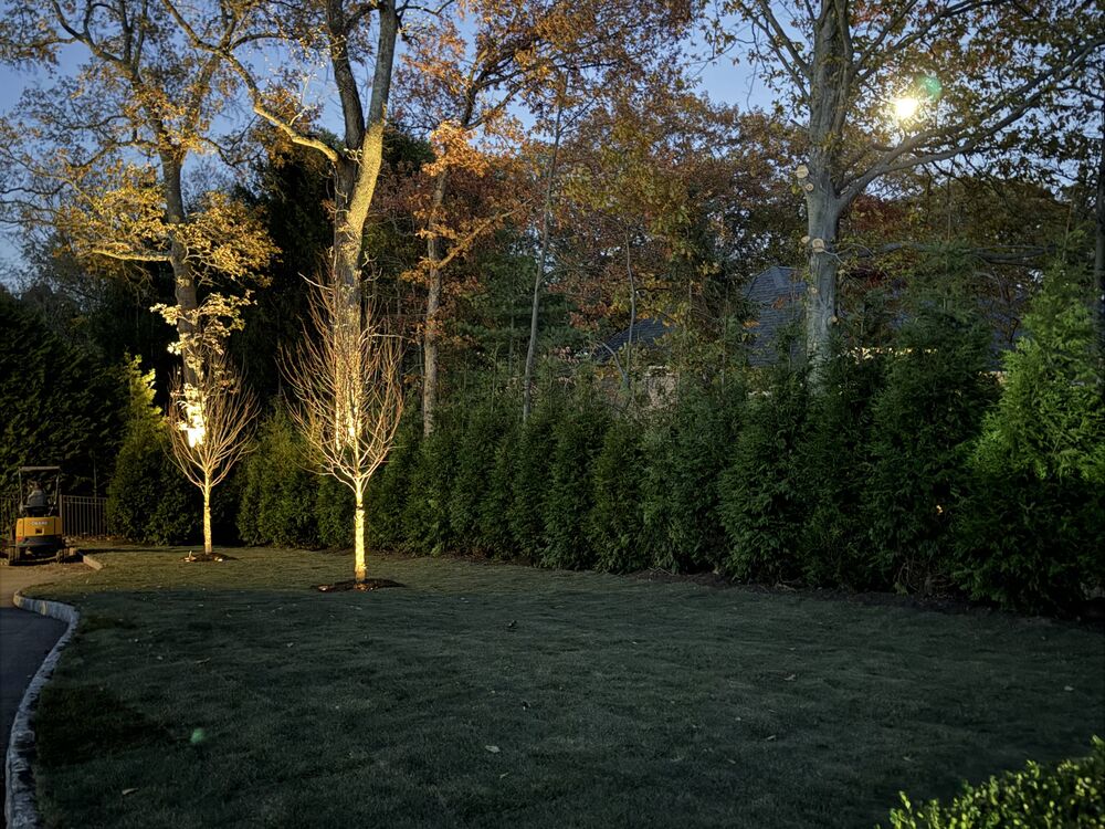 Uplit specimen trees along a curved lawn edge at dusk