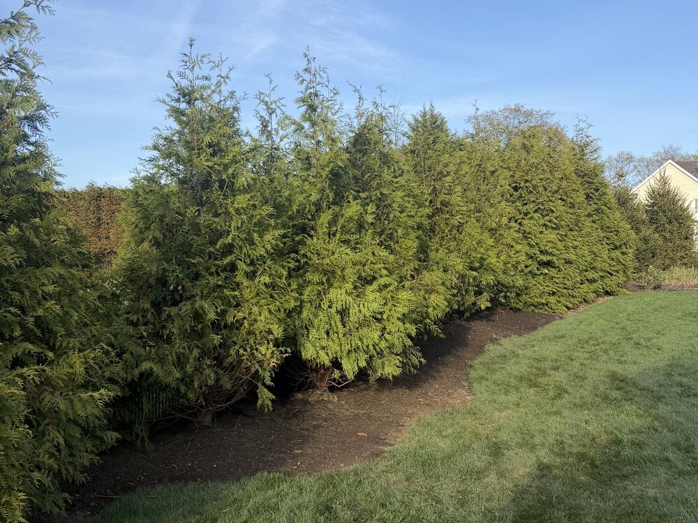 Mature arborvitae privacy hedge along a manicured lawn